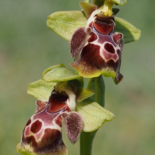 Ophrys umbillicata ssp flavomarginata